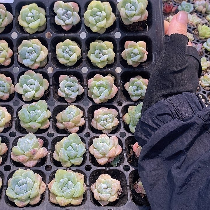 17 多肉植物盆栽花卉植物