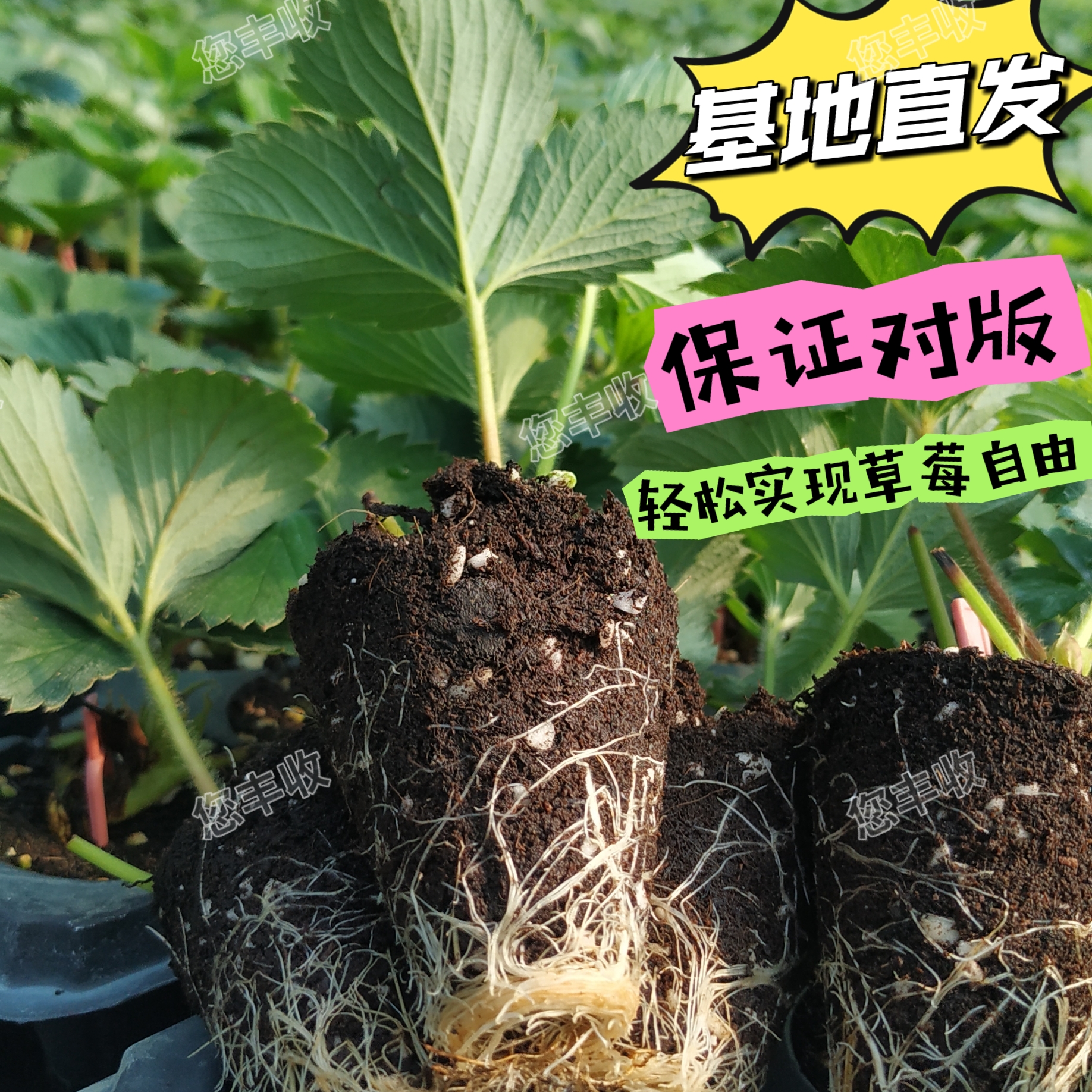 （直播间福利）2025草莓穴盘苗当季优选（不用于农业生产）
