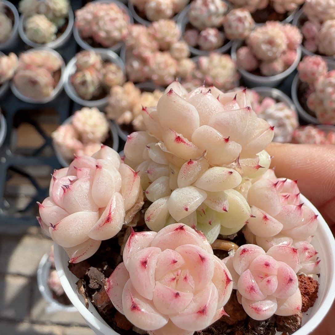 【闪购商品】0124-32白底小魔仙