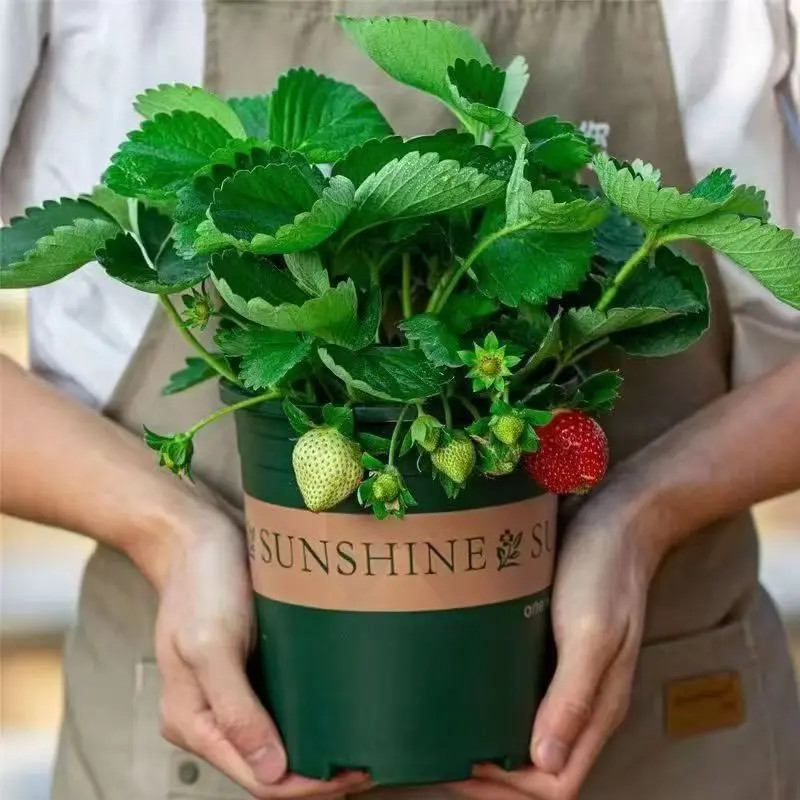【基地直发】草莓苗带盆带土带花带果加仑盆原盆原土奶油草莓苗四季