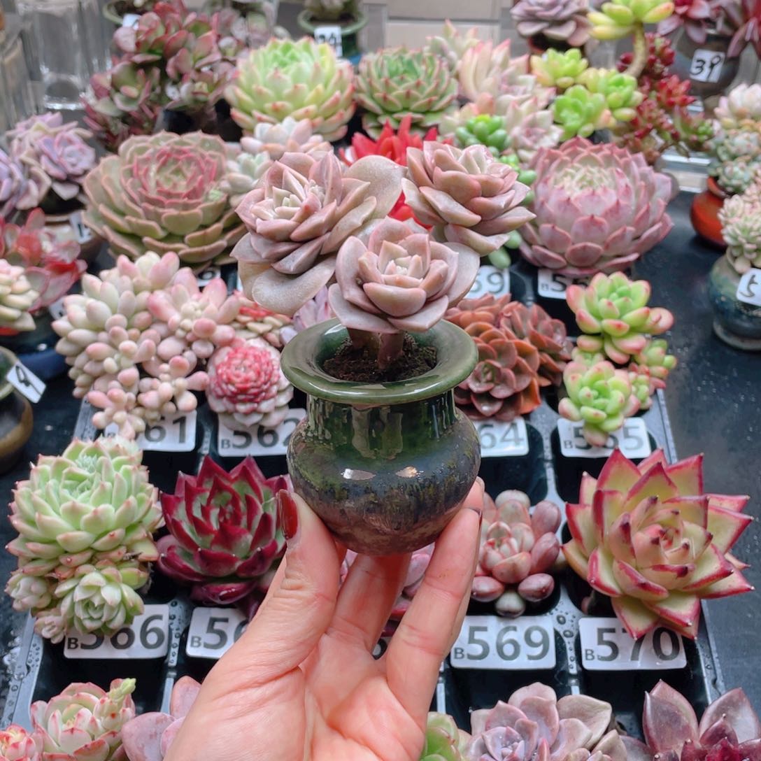 无铅玻璃?****ʘ花器哈哈哈花器