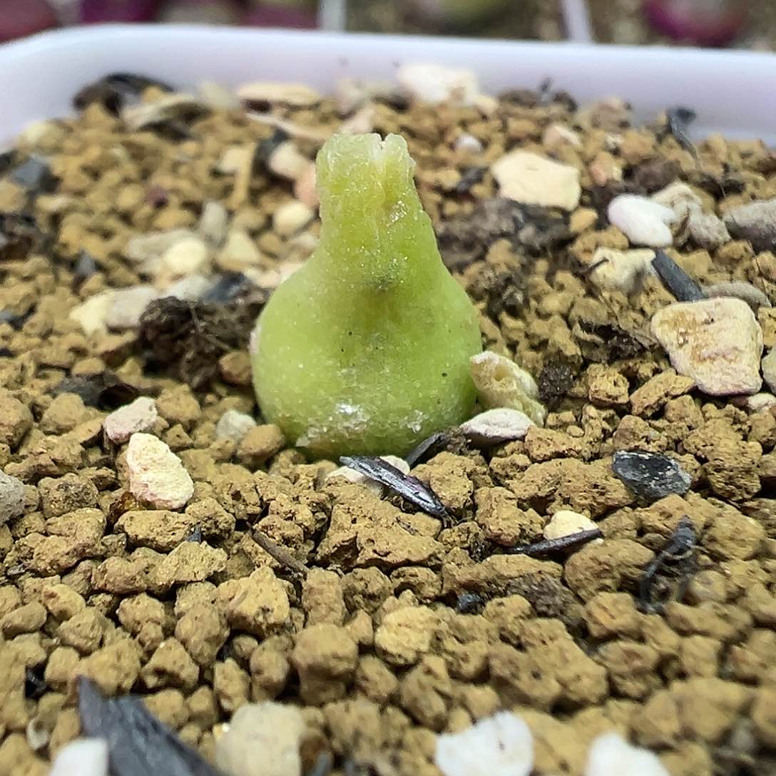 小葫芦带盆土发货