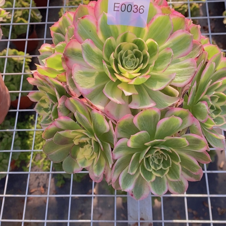 迷****闪购法师1棵仙0036