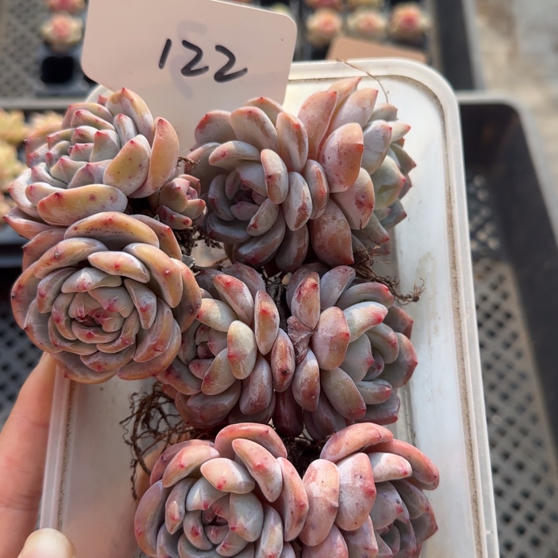 122特冰玉哈哈哈哈哈哈