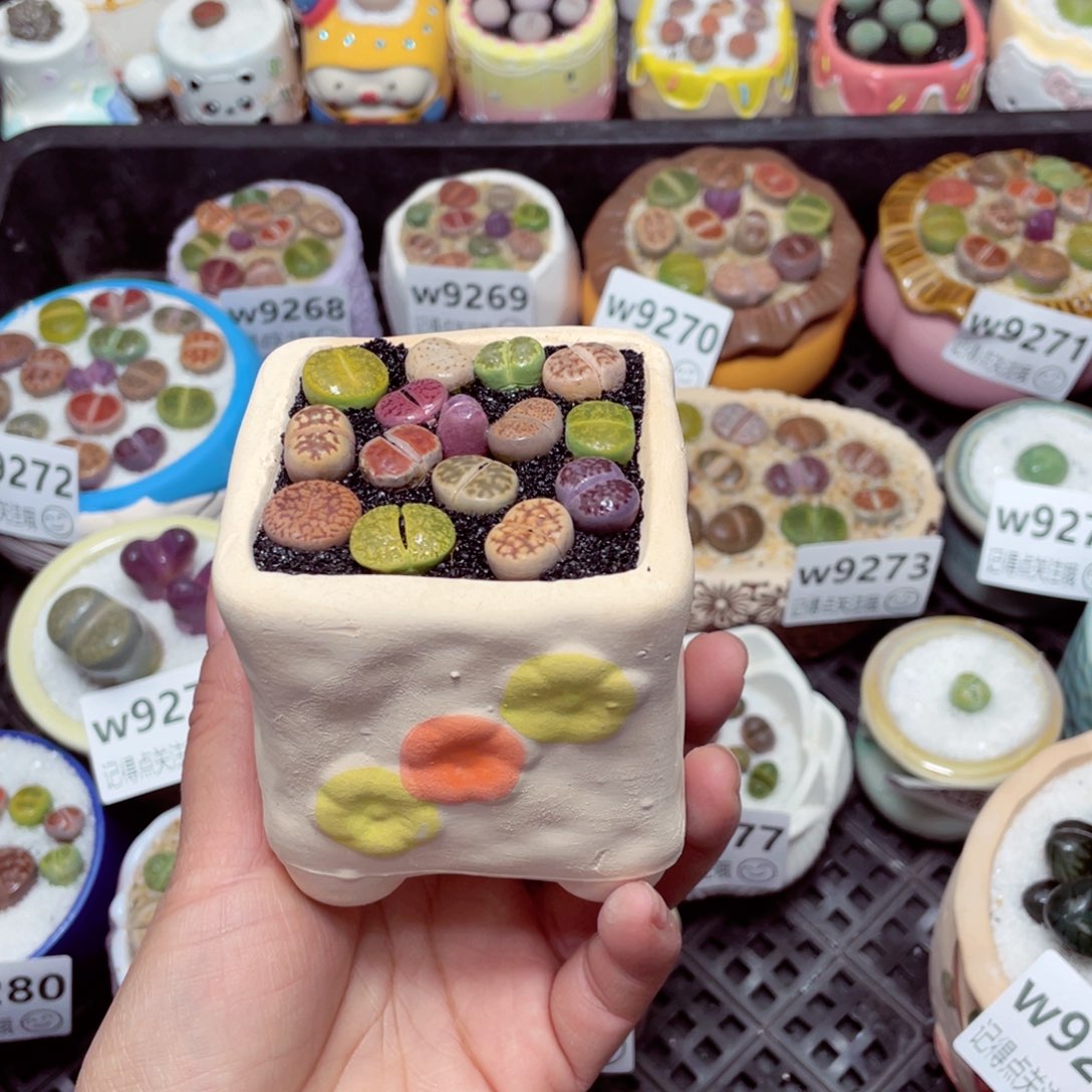 w9284 零下地区拍保温箱 -15支持寄养