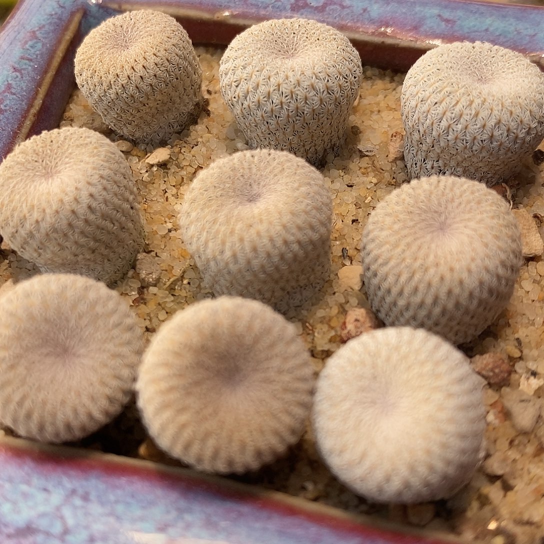 实生月世界一颗买2送1