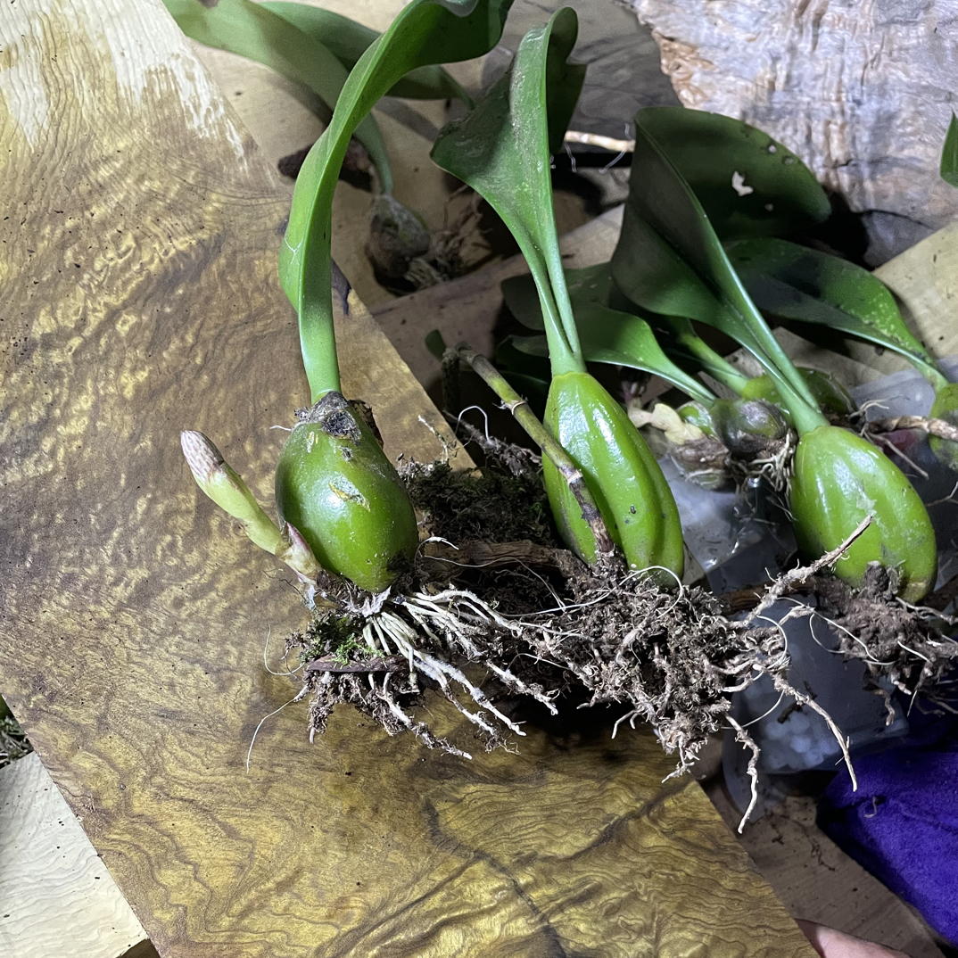 麦穗石豆兰出个快递费就可以带回家