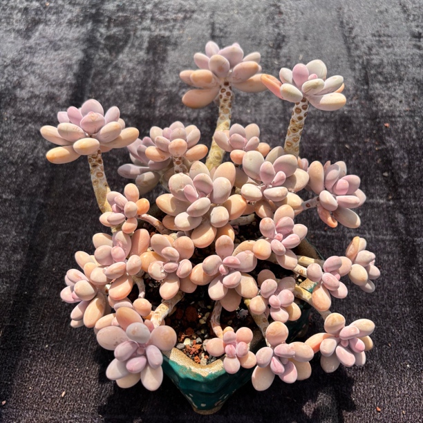 多肉植物一物一拍精控桃蛋无砍老桩叶展27-30cm
