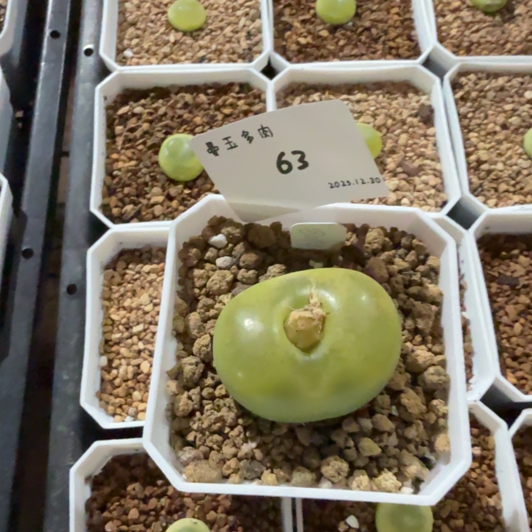 乔***儿多肉多肉多肉12.30-063