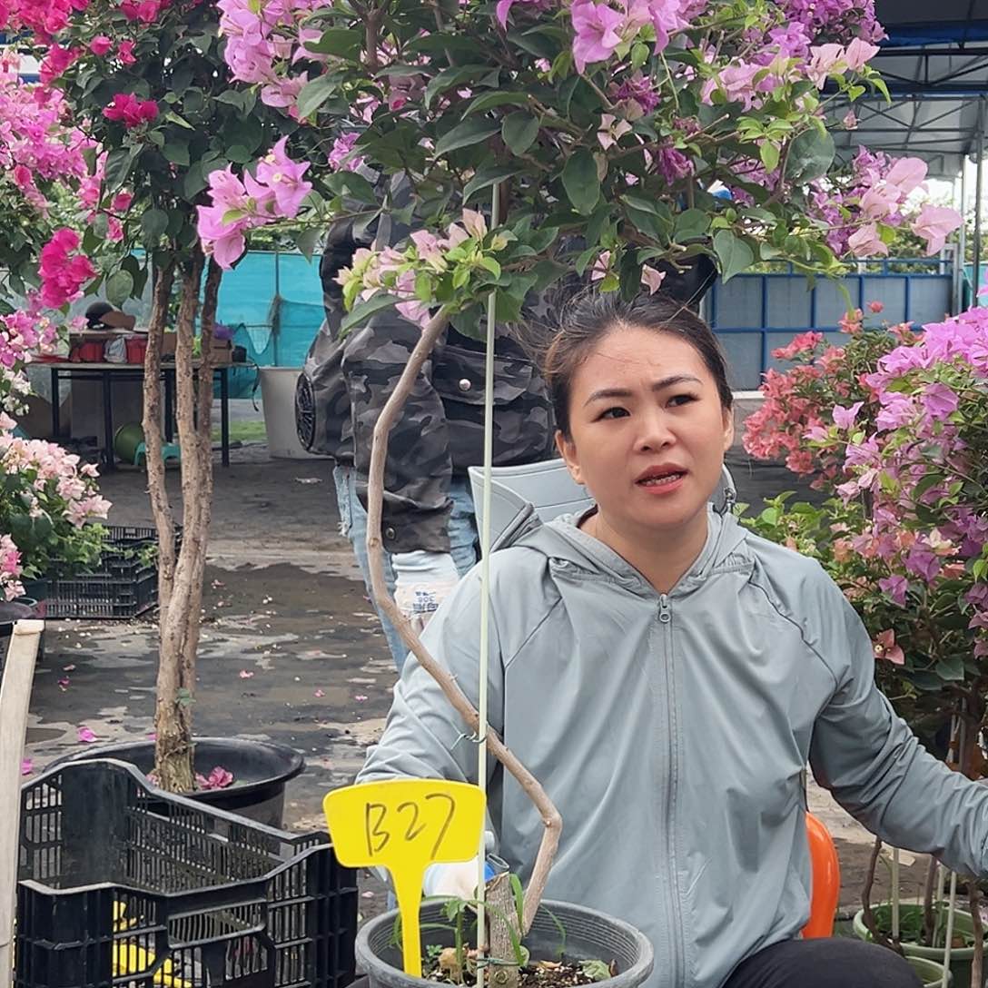 佳***佳大部分花苞少量开放B27巴西紫