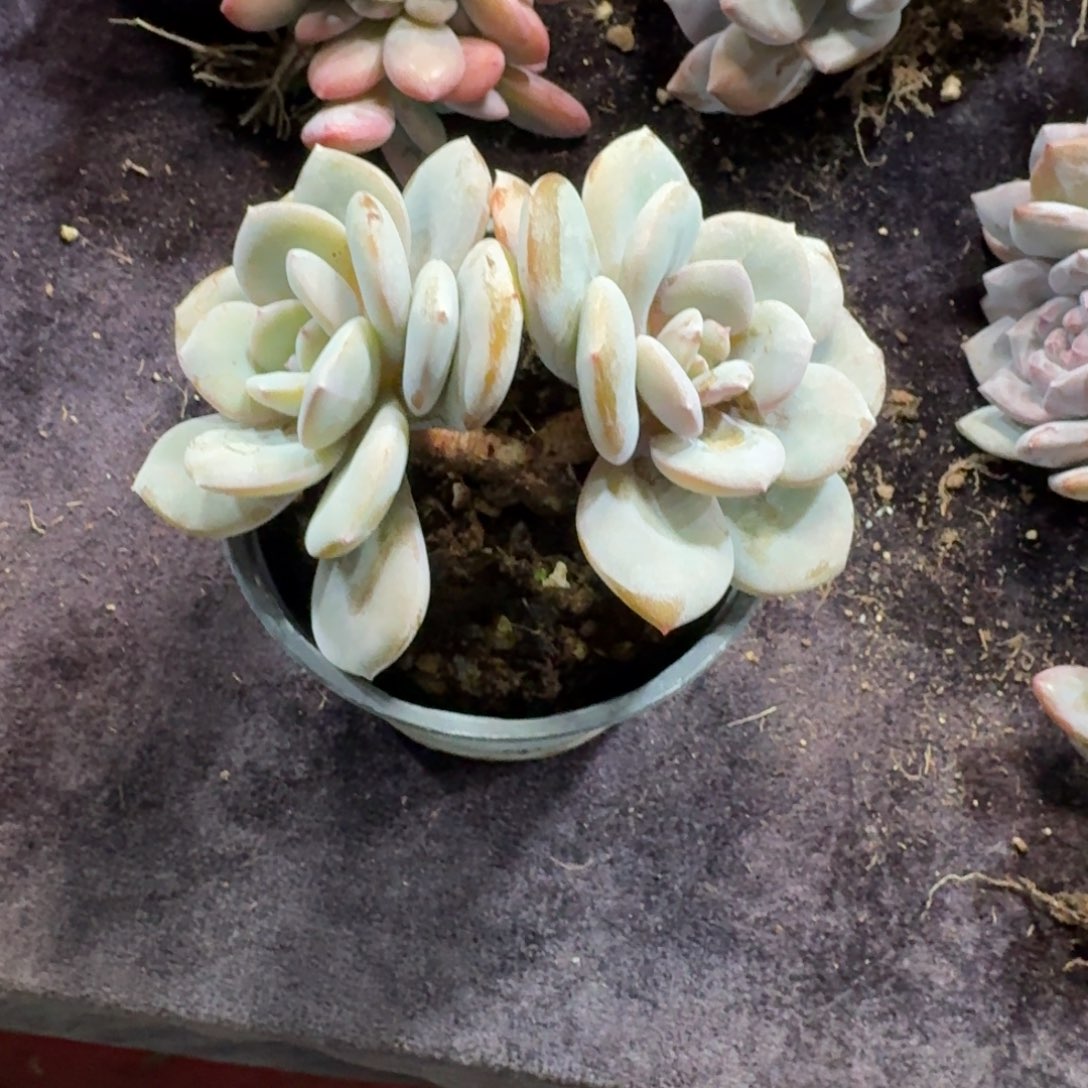 奶茶双头一物一拍