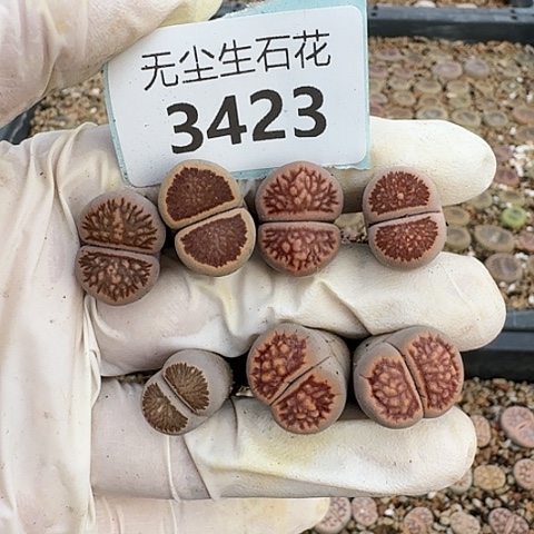 钟*3423，菊红窗菊花纹特价