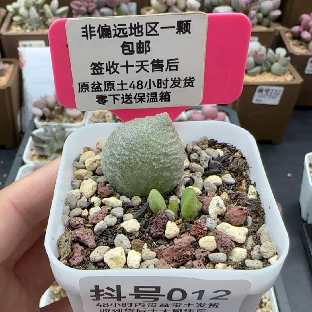 012双子座多肉植物