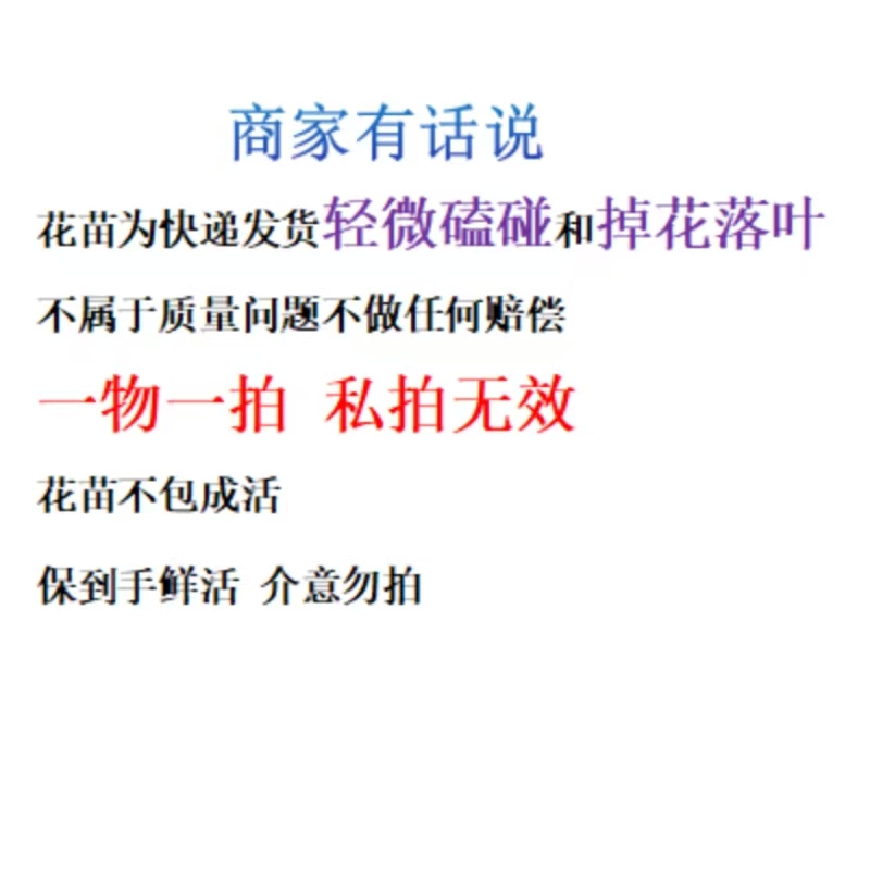 【三角梅一物一怕】护心土球发货【带花】掉花落叶正常介意慎拍