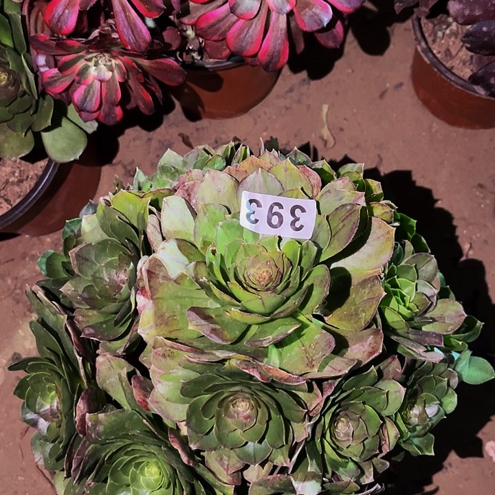 393花月夜多肉植物处理不售后