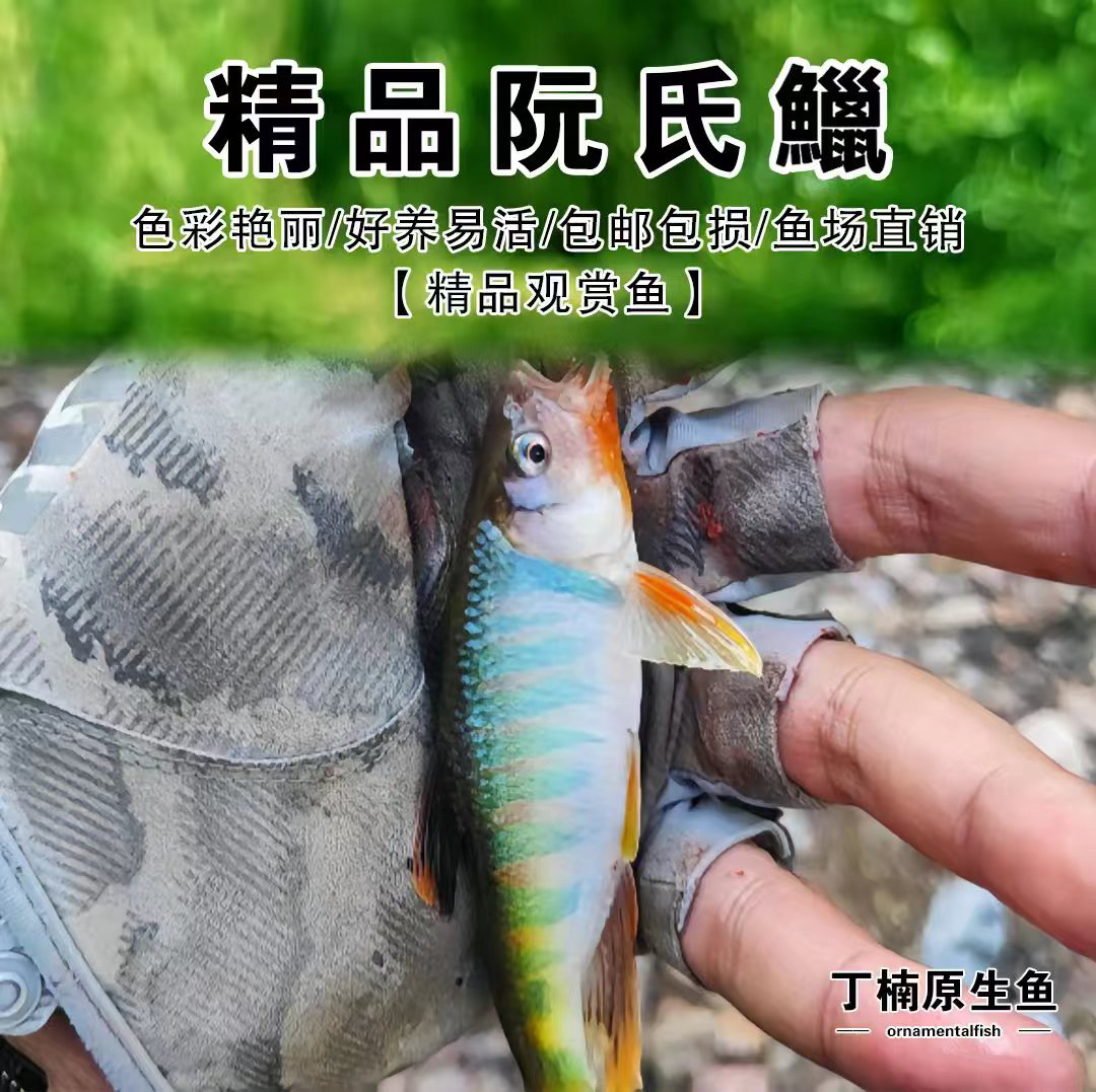 阮氏鱲长鳍鱲原生冷水观赏鱼耐活好养适合新手鱼缸群游