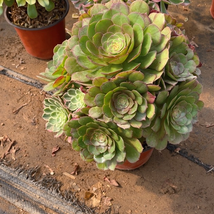 402万法师多肉断枝不售后