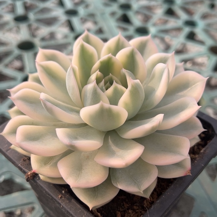 月亮仙子锦一物一拍锦龙