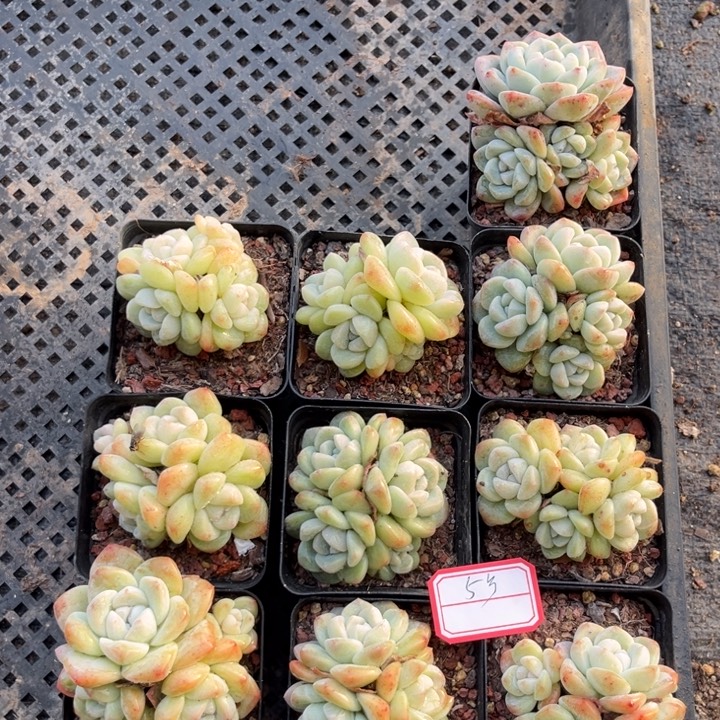 冰玉多肉七方盆一组10个5号