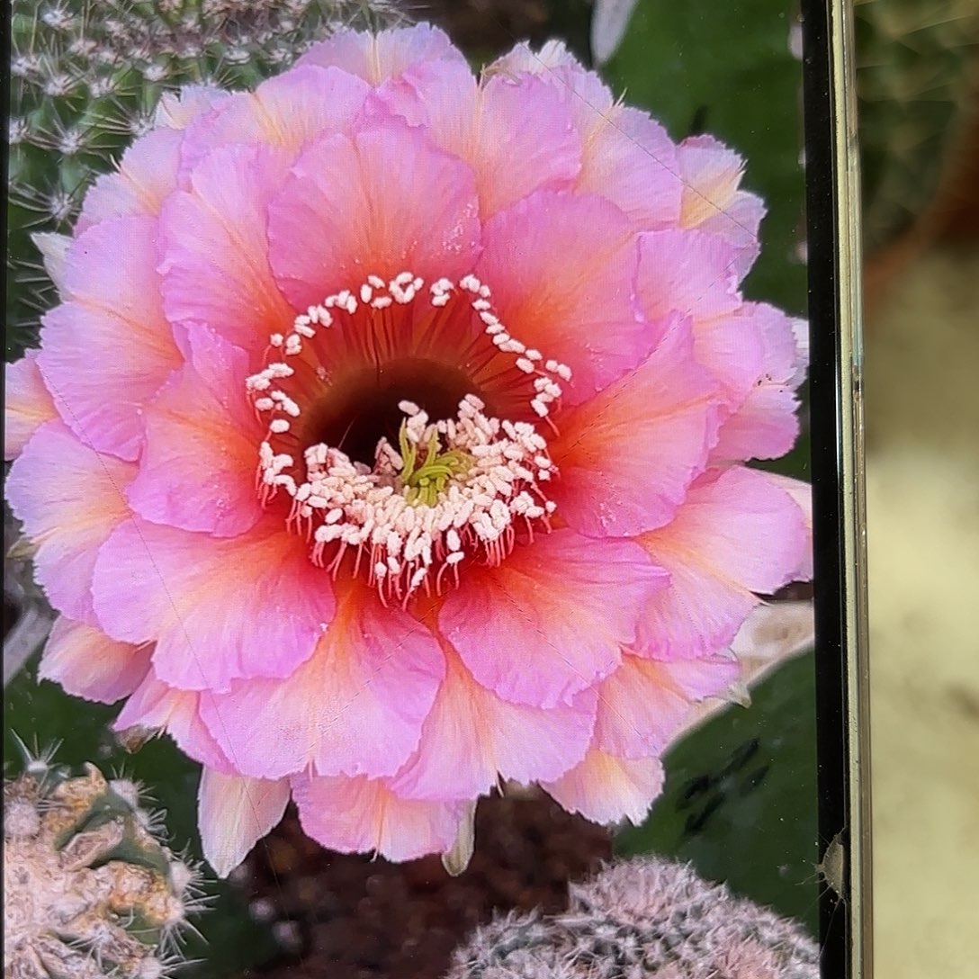 彩草2420侧牙3公分左右
