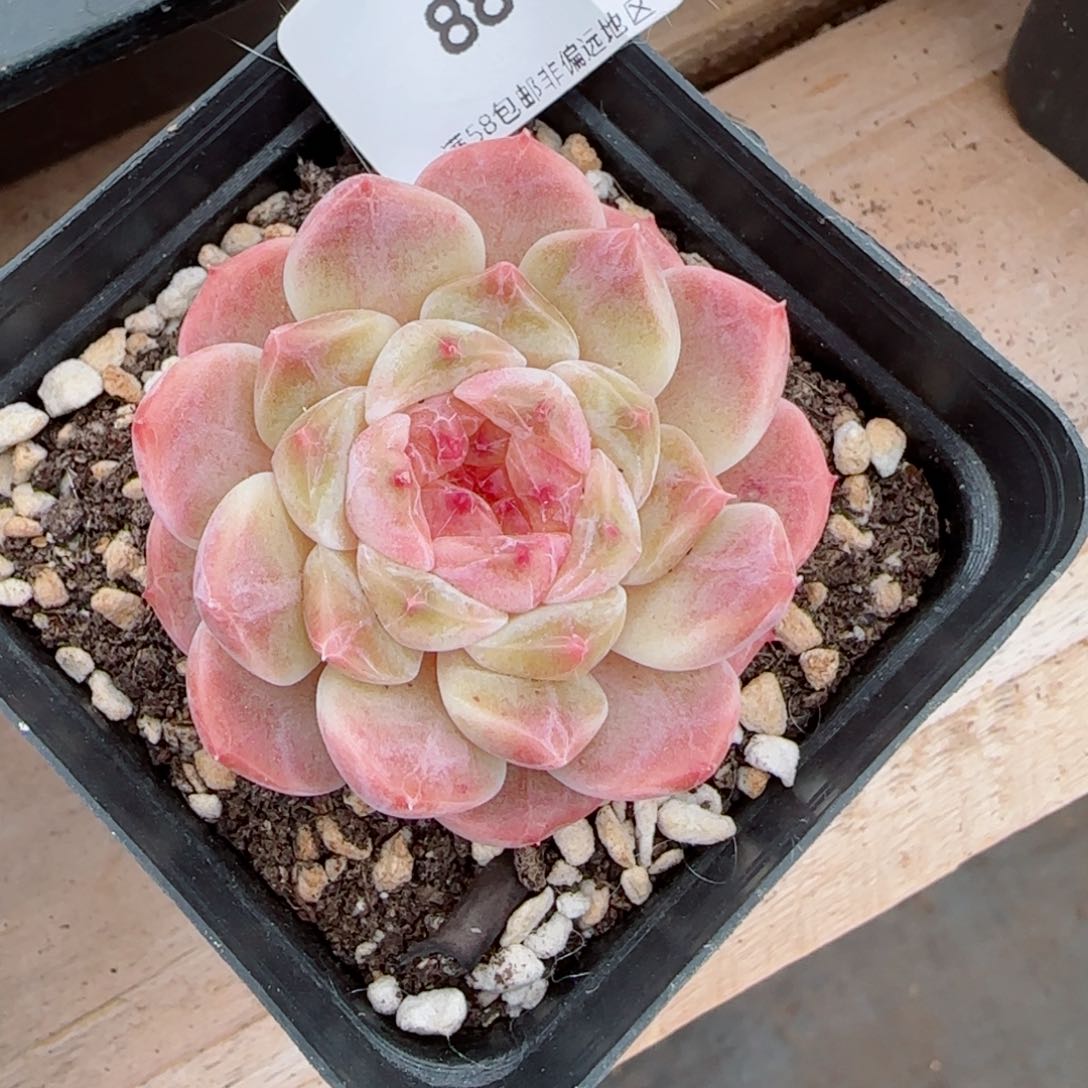 冰魄，8816多肉植物