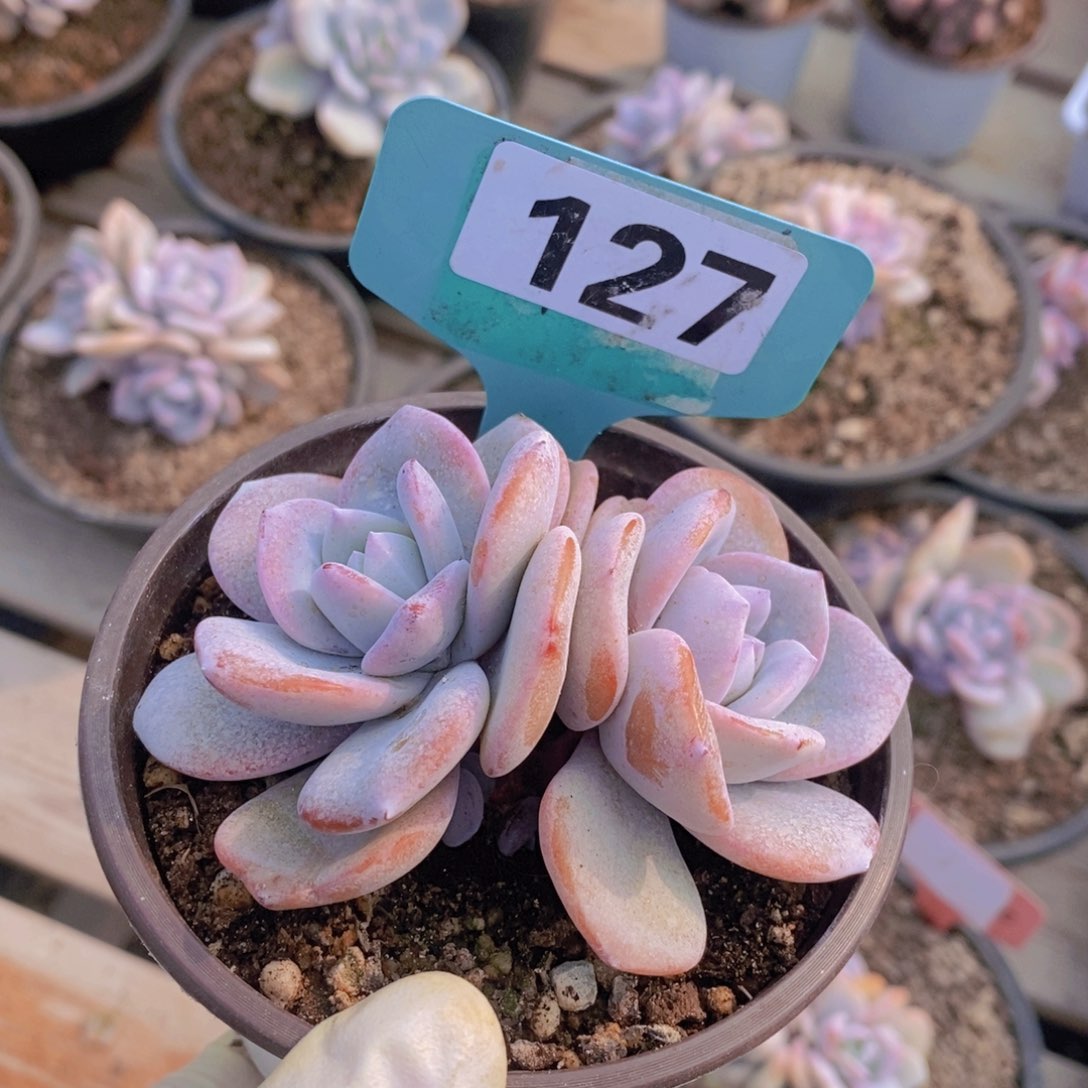 奶茶多肉38包邮。