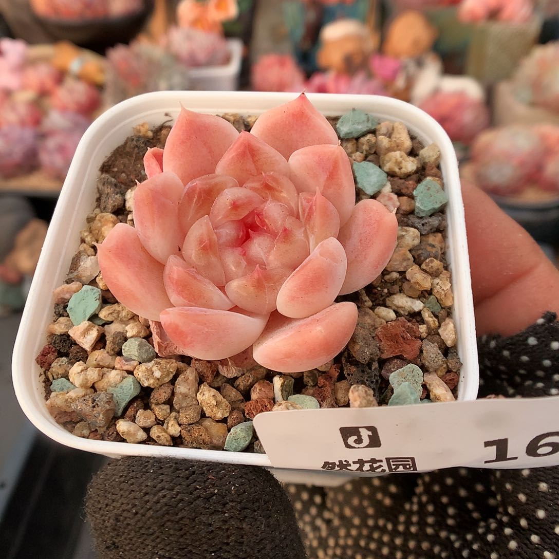 169冰魄多肉植物666