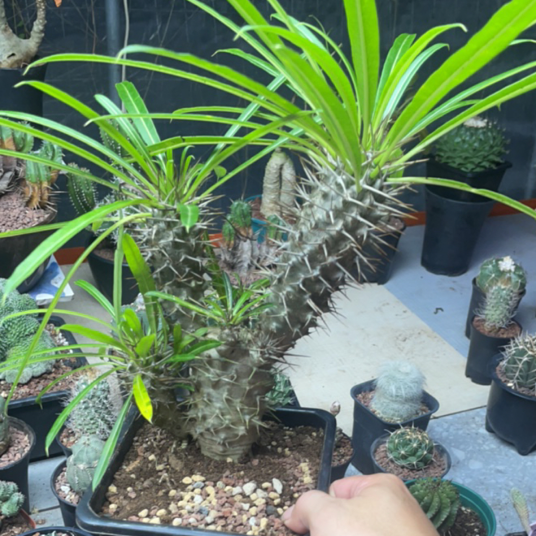 霸王树棒一图一物