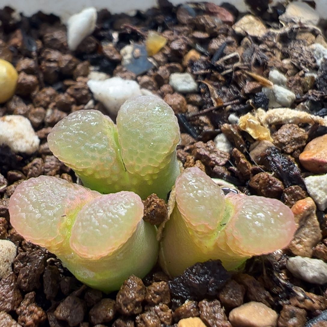 61多肉植物百科樱花1453.9