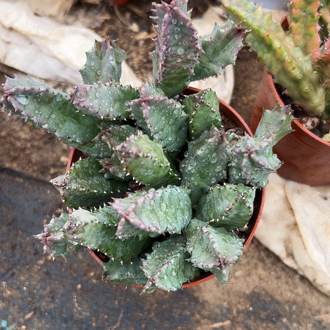 多肉植物甜甜圈群