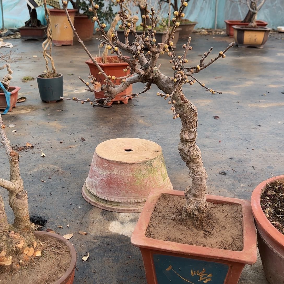 无花朵腊梅盆景造型盆栽花卉