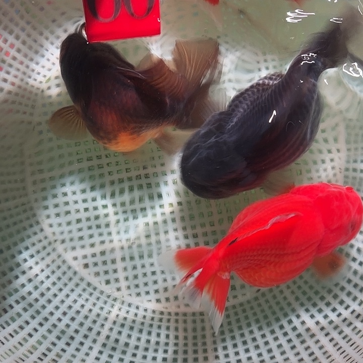 金鱼60号7-11公分区间