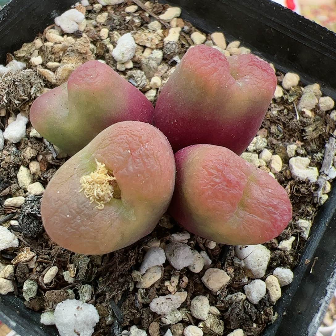 【闪购商品】8 开播福利