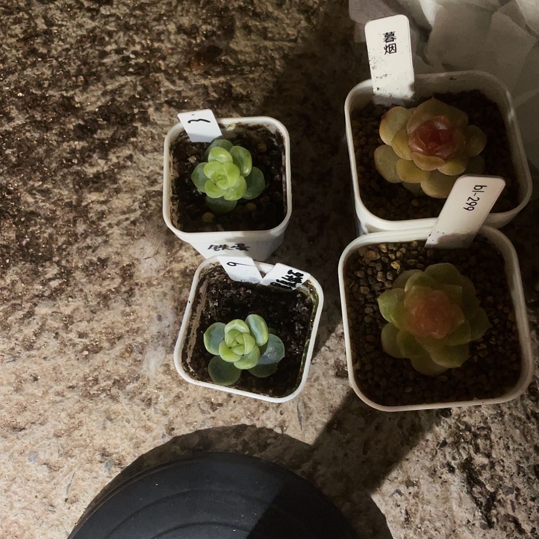 铁蛋 叶子带出芽一个满25包邮