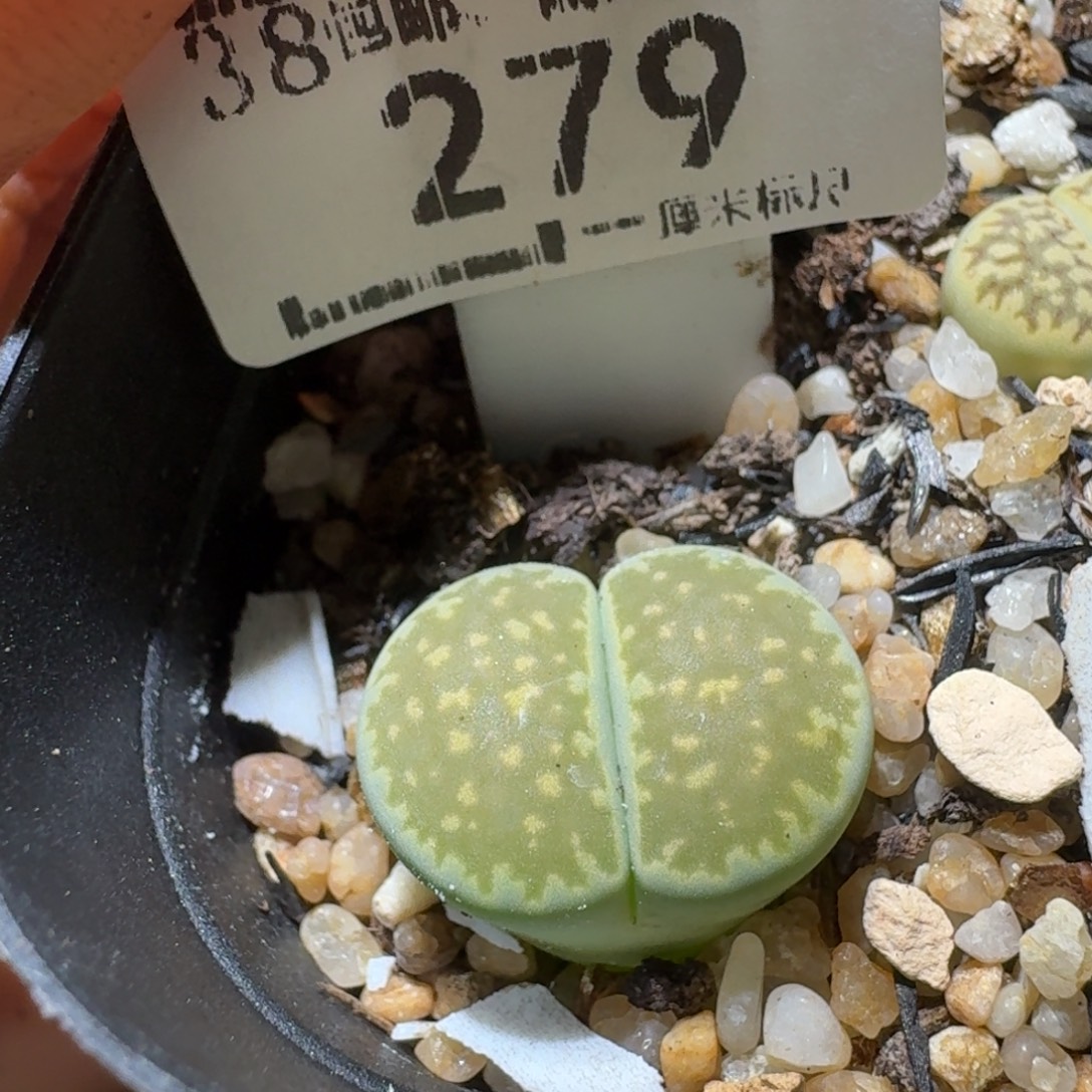 Sss精品清货款279