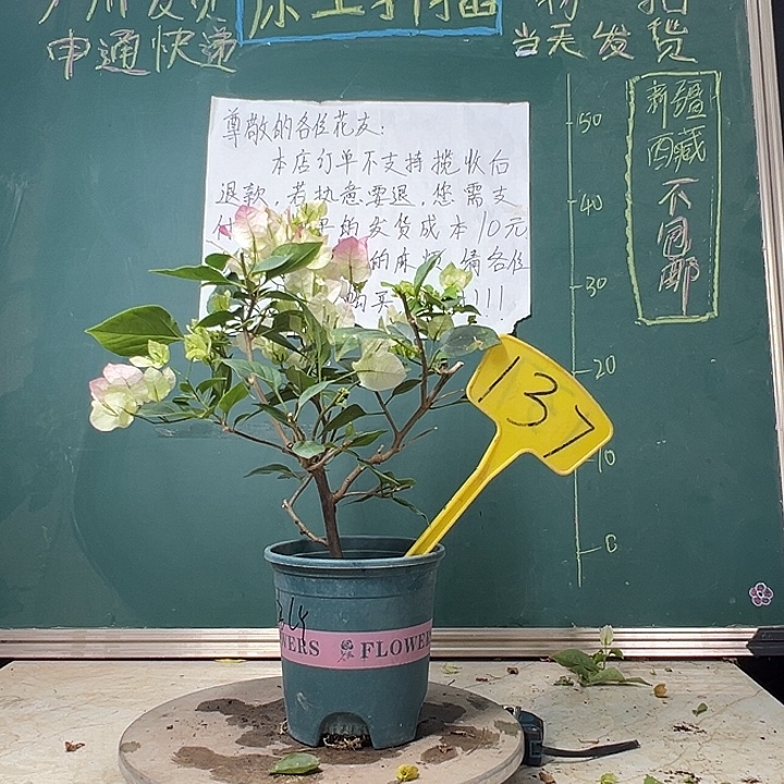 完全开放 绿樱  137