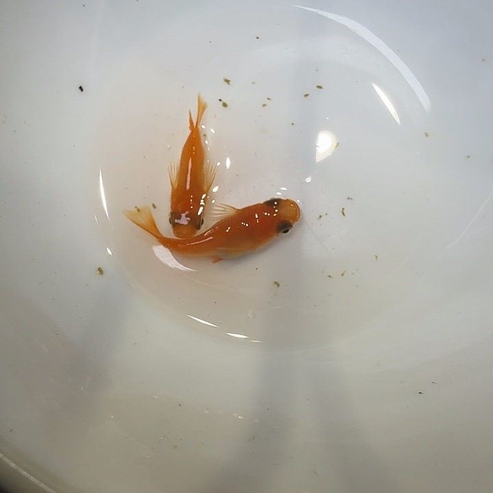 青鳉鱼74号拍品初恋