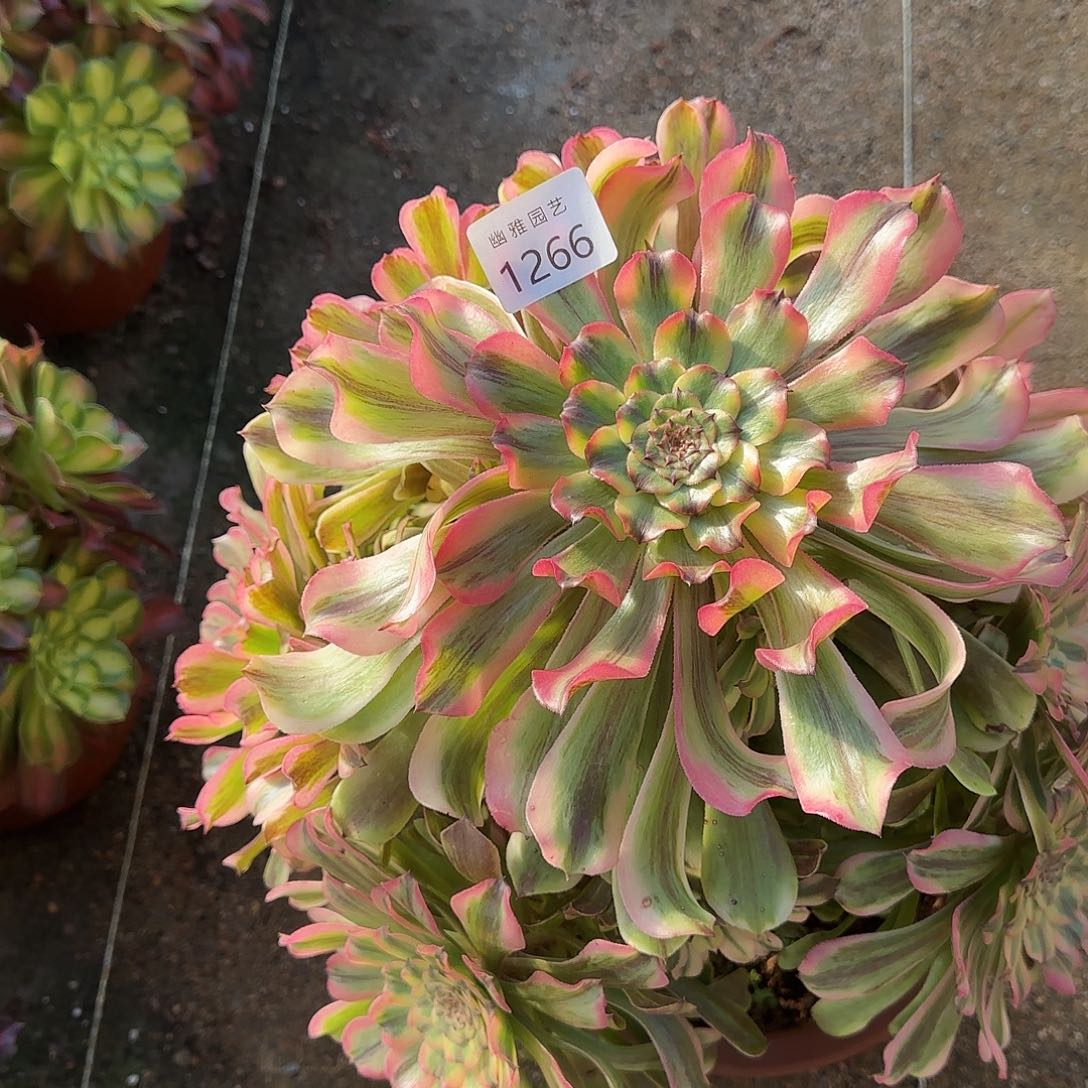 多肉植物黛玉1266