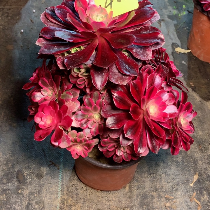 402美杜莎多肉一物一拍～