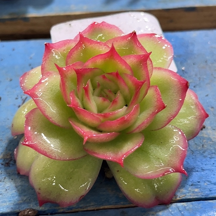 199宽叶侧影玫瑰锦炸了