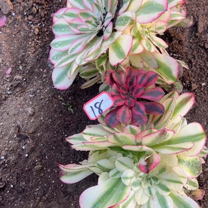 开***兔多肉植物18不售后