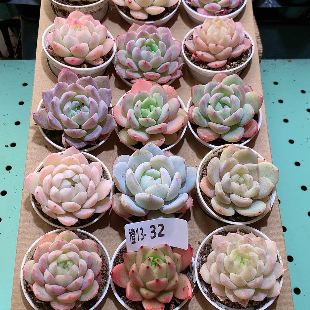 13-32一物一拍带盆18颗。