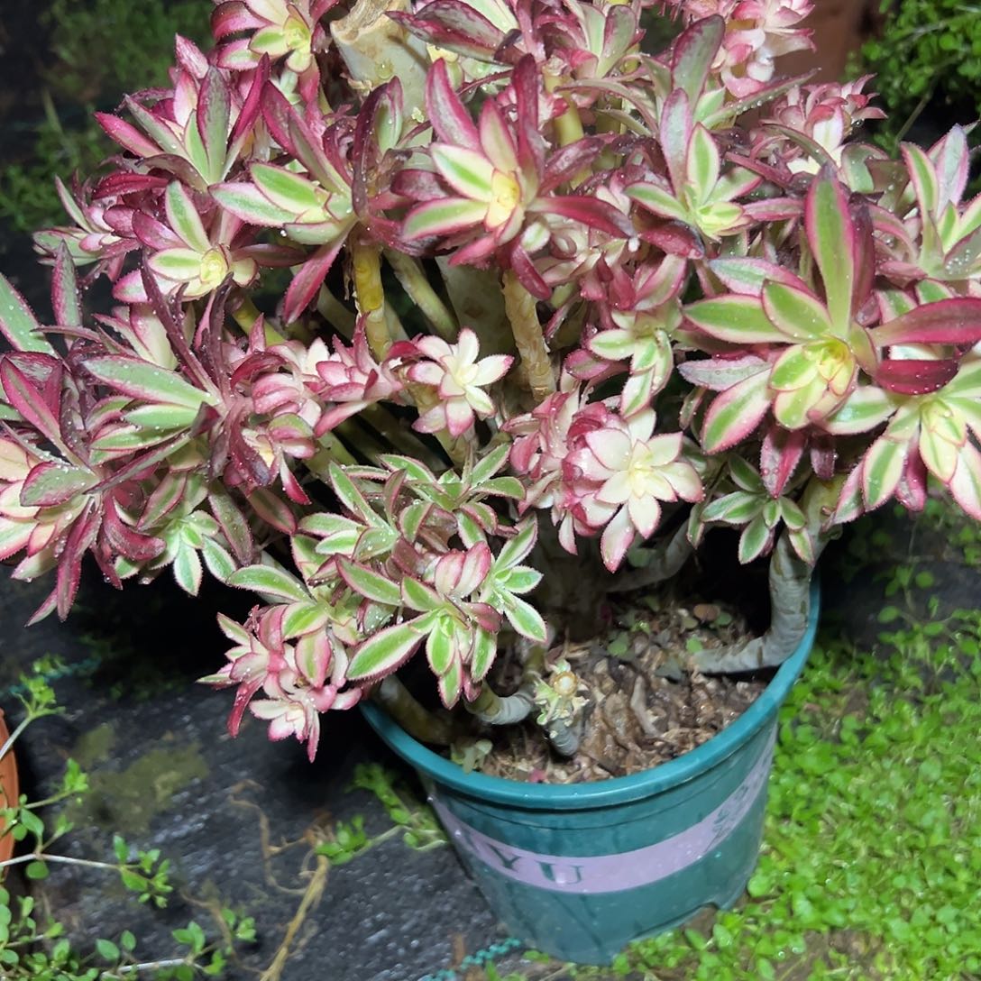 和***梅多肉62植物香奈儿母本