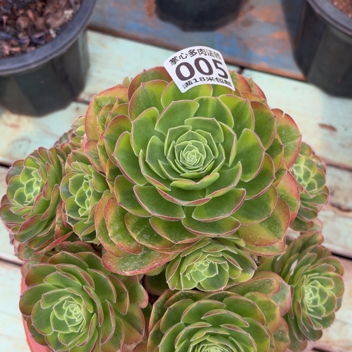 005奶白掌心多肉法师锦不包侧枝断枝的