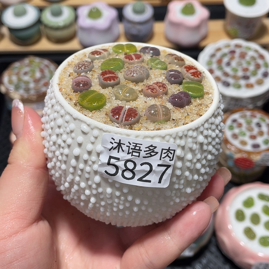 带盆土植物 一物一拍5827