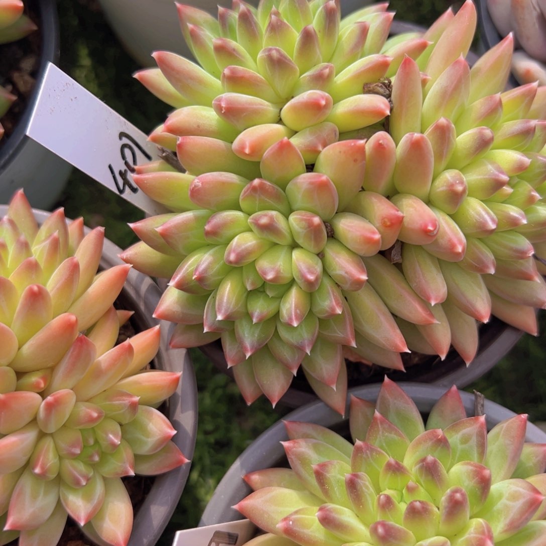 香玉的故事是一个人的故事吗我