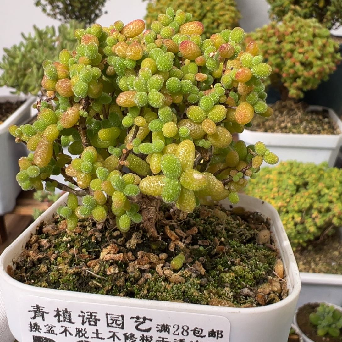 D2827金桔一物一拍