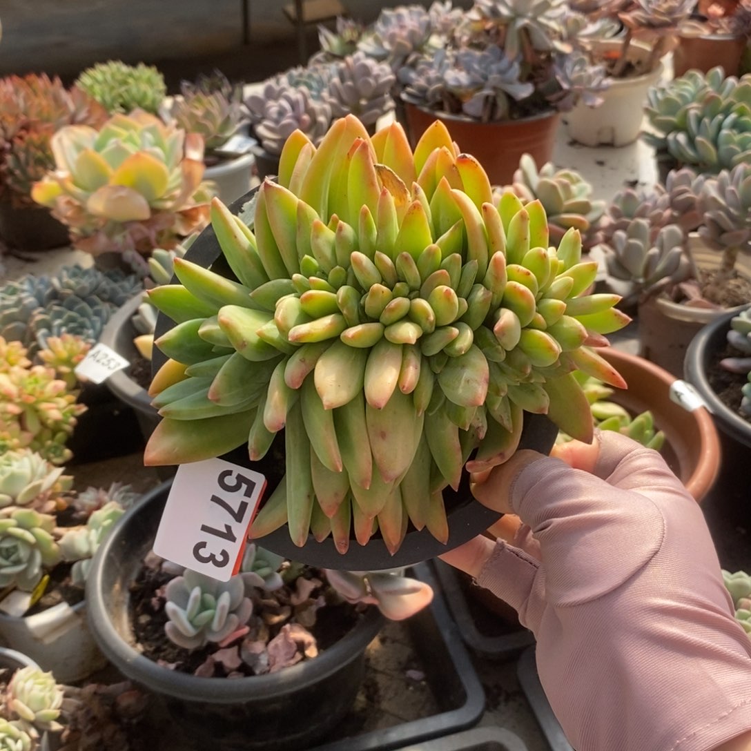 5713海洋之歌缀化一物一拍