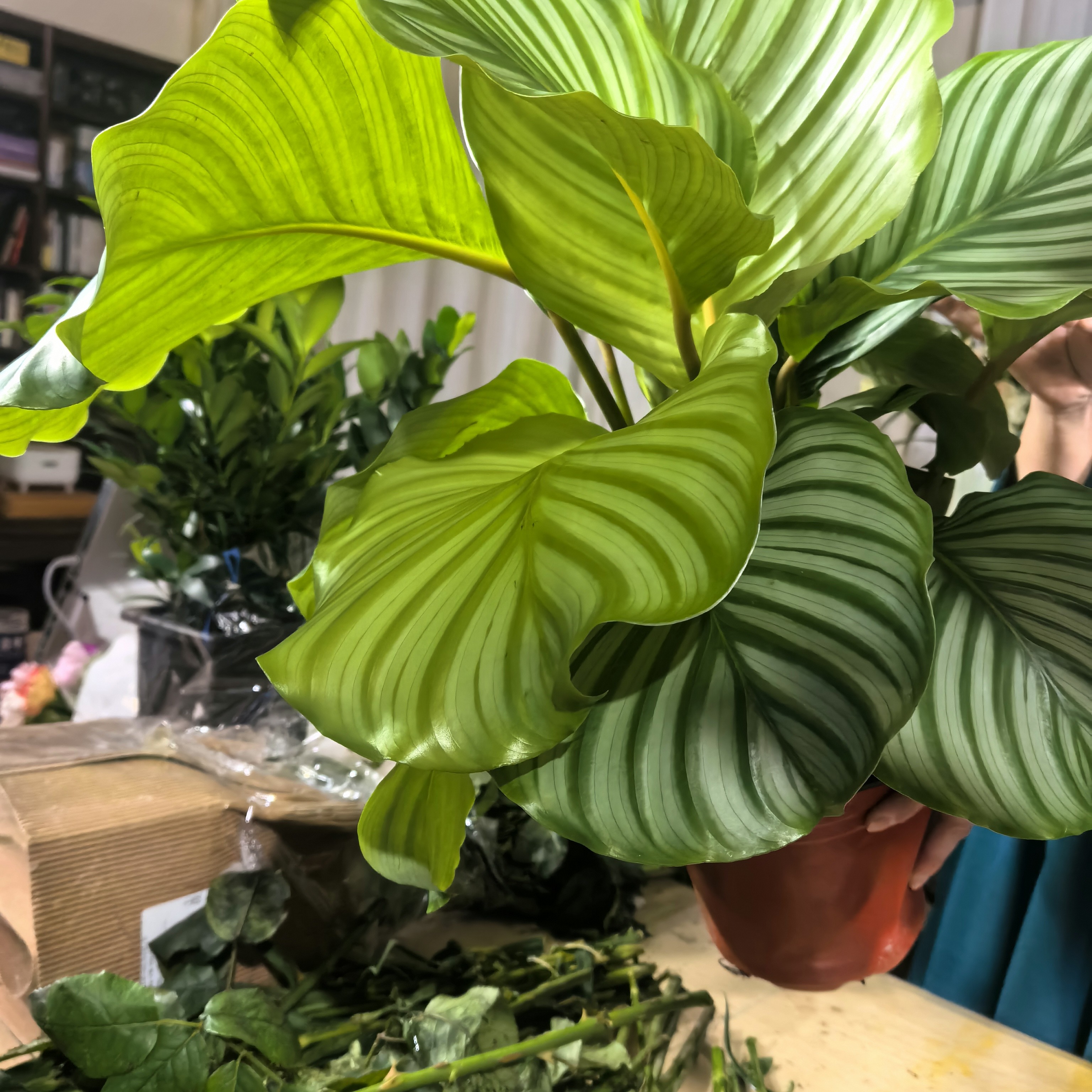 高端大号青竹芋盆栽绿植好养耐阴室内客厅办公室吸甲醛四季常青观叶植物花卉