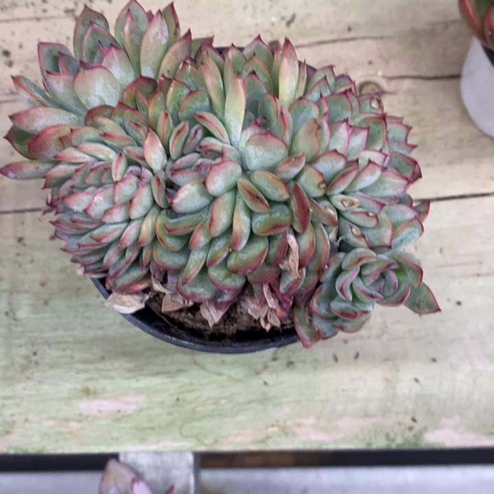 茼*一物一拍语言做多肉45